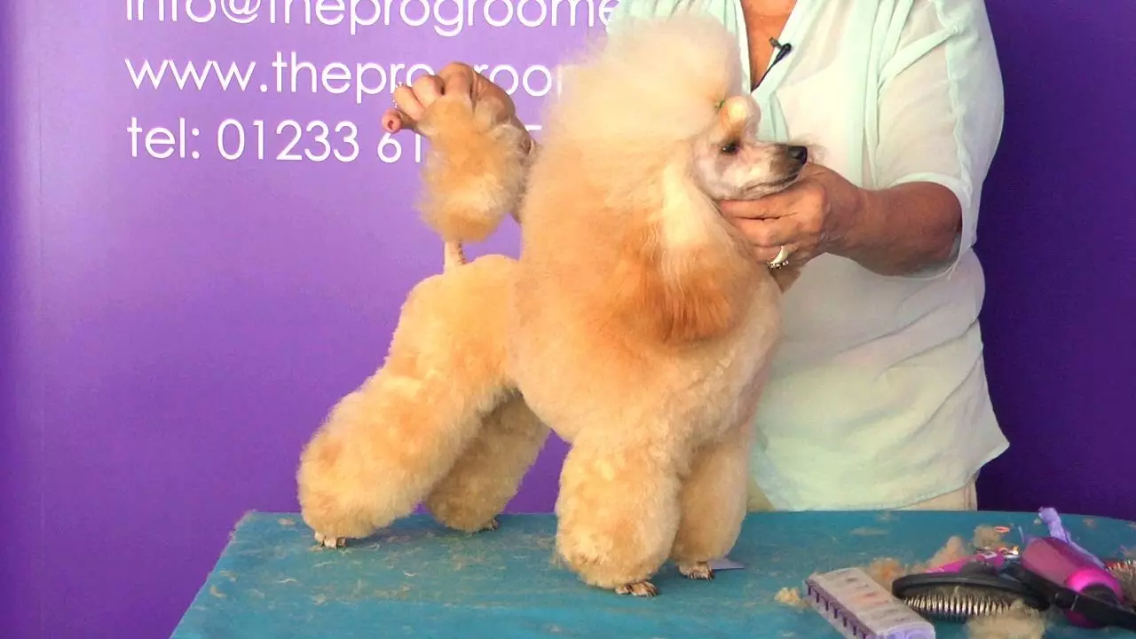 Anjing potong rambut (34 foto): Cara memotong seekor anjing di rumah? Alat dan meja untuk pengupasan. Bagaimana cara memotong anak anjing dengan gunting? Apa kombinasi nama untuk dipangkas? 12351_14