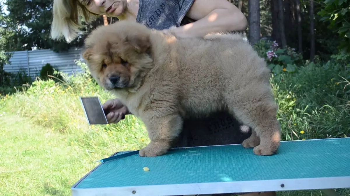 Anjing potong rambut (34 foto): Cara memotong seekor anjing di rumah? Alat dan meja untuk pengupasan. Bagaimana cara memotong anak anjing dengan gunting? Apa kombinasi nama untuk dipangkas? 12351_17