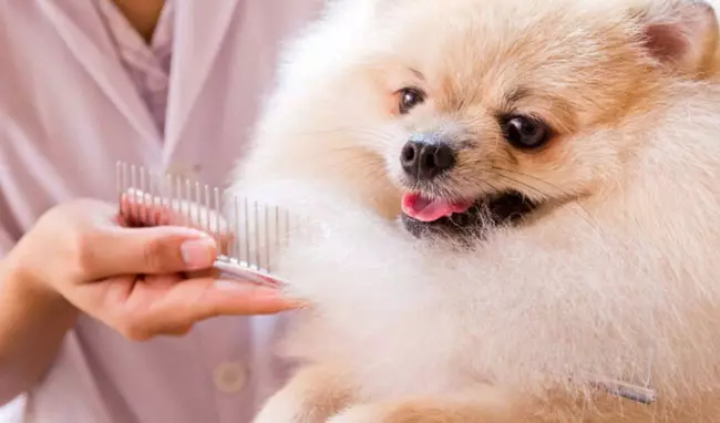 Anjing potong rambut (34 foto): Cara memotong seekor anjing di rumah? Alat dan meja untuk pengupasan. Bagaimana cara memotong anak anjing dengan gunting? Apa kombinasi nama untuk dipangkas? 12351_18