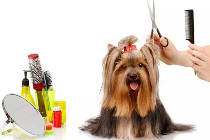 Anjing potong rambut (34 foto): Cara memotong seekor anjing di rumah? Alat dan meja untuk pengupasan. Bagaimana cara memotong anak anjing dengan gunting? Apa kombinasi nama untuk dipangkas? 12351_2