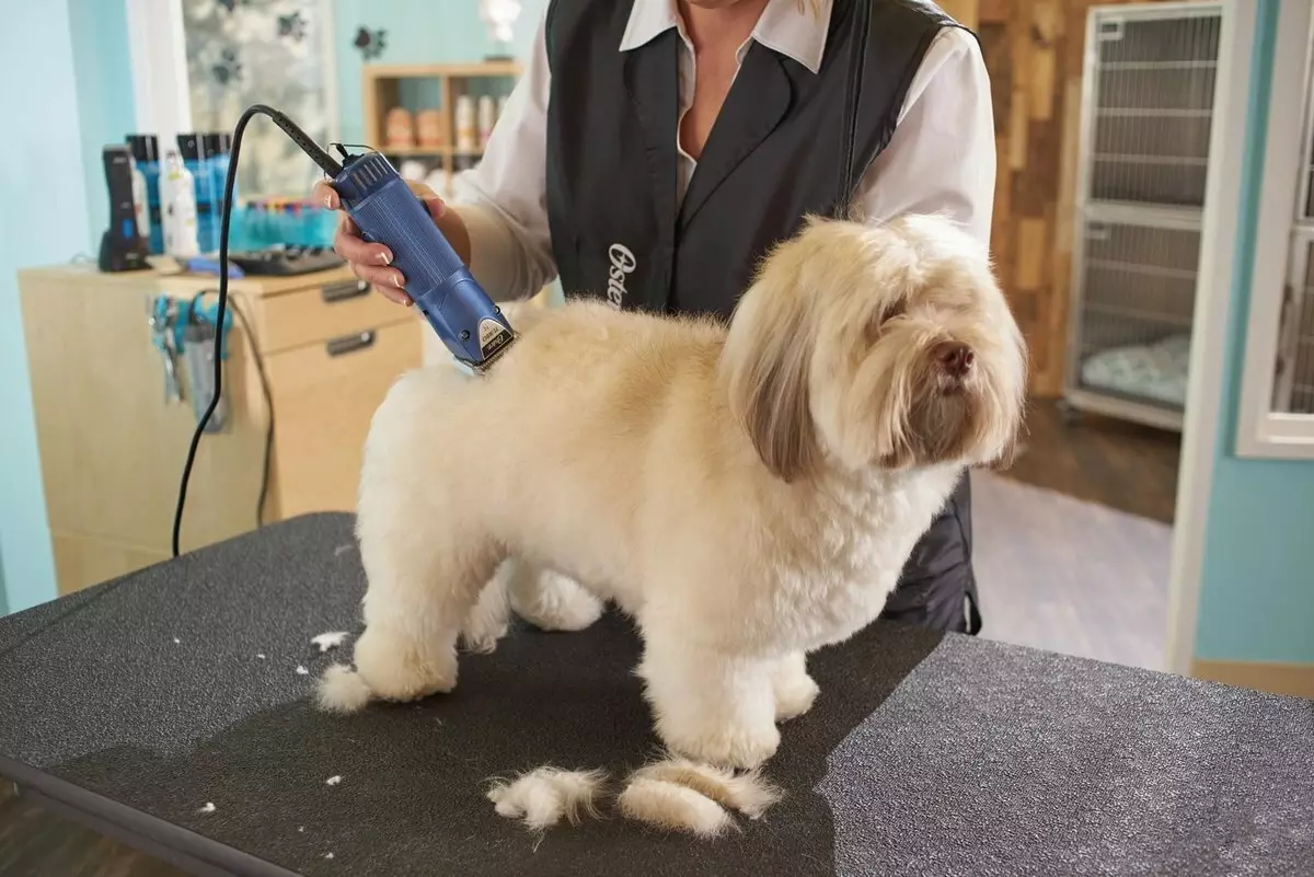 Anjing potong rambut (34 foto): Cara memotong seekor anjing di rumah? Alat dan meja untuk pengupasan. Bagaimana cara memotong anak anjing dengan gunting? Apa kombinasi nama untuk dipangkas? 12351_20