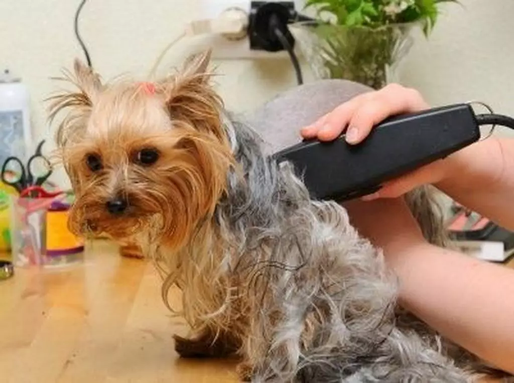 Anjing potong rambut (34 foto): Cara memotong seekor anjing di rumah? Alat dan meja untuk pengupasan. Bagaimana cara memotong anak anjing dengan gunting? Apa kombinasi nama untuk dipangkas? 12351_21