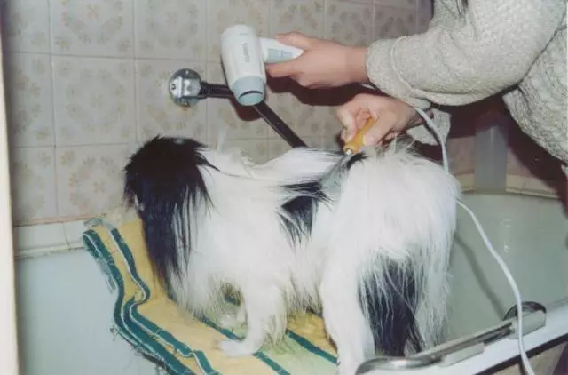Anjing potong rambut (34 foto): Cara memotong seekor anjing di rumah? Alat dan meja untuk pengupasan. Bagaimana cara memotong anak anjing dengan gunting? Apa kombinasi nama untuk dipangkas? 12351_23
