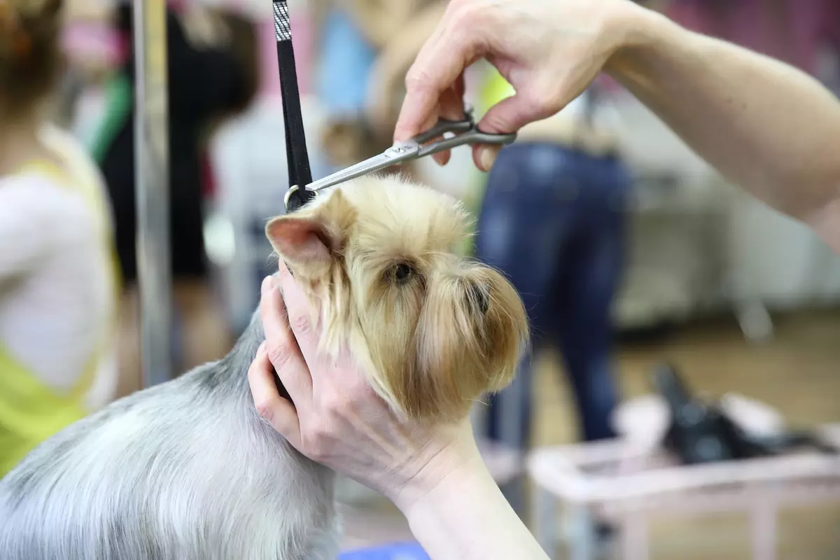 Anjing potong rambut (34 foto): Cara memotong seekor anjing di rumah? Alat dan meja untuk pengupasan. Bagaimana cara memotong anak anjing dengan gunting? Apa kombinasi nama untuk dipangkas? 12351_24