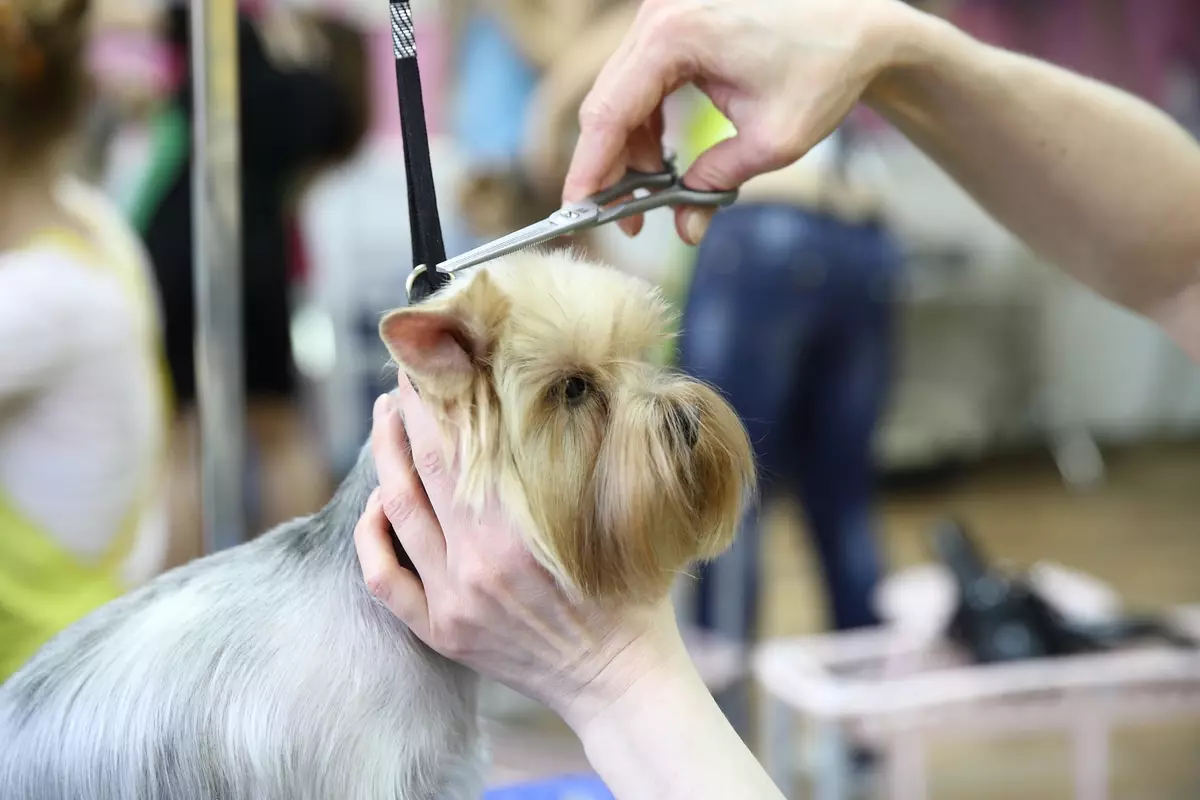 ヘアカット犬（34枚の写真）：家に犬を切るには？ストリッピングのためのツールとテーブル。ハサミで子犬を切るには？トリミングの名前の組み合わせは何ですか？ 12351_24