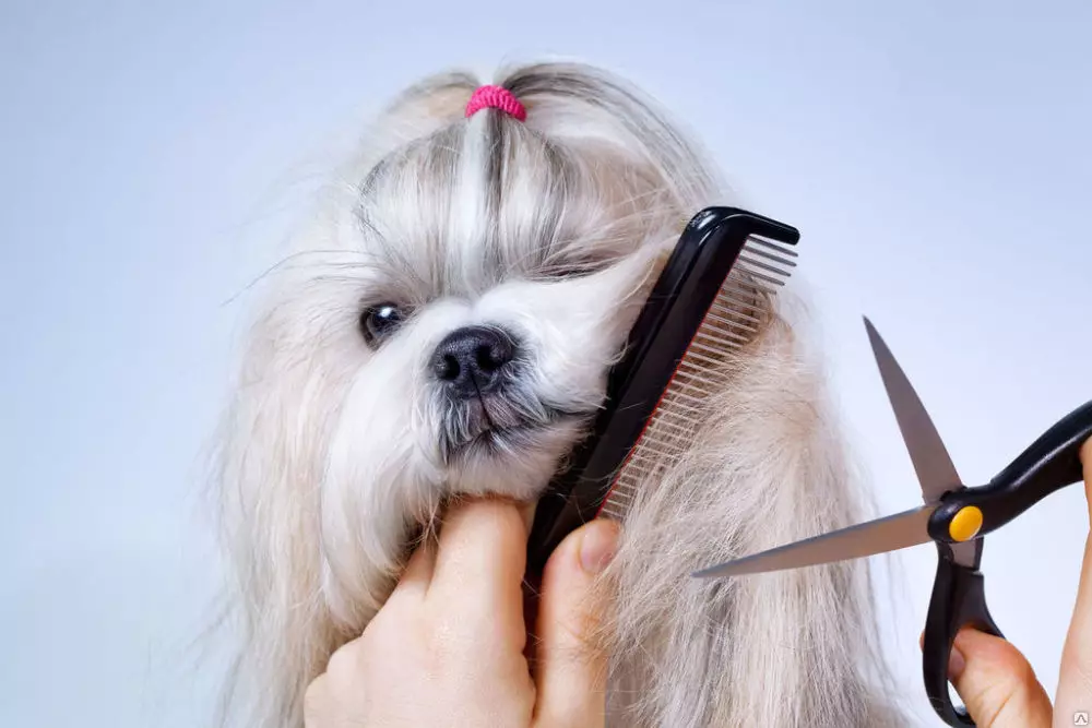 Anjing potong rambut (34 foto): Cara memotong seekor anjing di rumah? Alat dan meja untuk pengupasan. Bagaimana cara memotong anak anjing dengan gunting? Apa kombinasi nama untuk dipangkas? 12351_25