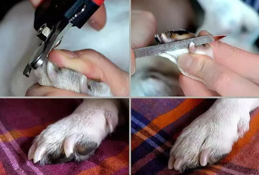 Anjing potong rambut (34 foto): Cara memotong seekor anjing di rumah? Alat dan meja untuk pengupasan. Bagaimana cara memotong anak anjing dengan gunting? Apa kombinasi nama untuk dipangkas? 12351_27