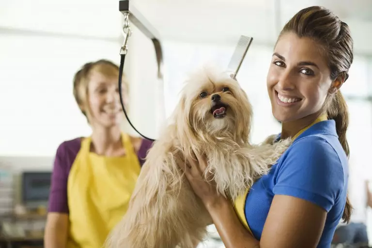 Haircut hunder (34 bilder): Hvordan kutte en hund hjemme? Verktøy og bord for stripping. Hvordan kutte en valp med saks? Hva er navnet kombinasjon for trimning? 12351_28
