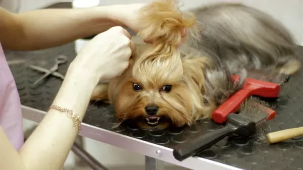 Anjing potong rambut (34 foto): Cara memotong seekor anjing di rumah? Alat dan meja untuk pengupasan. Bagaimana cara memotong anak anjing dengan gunting? Apa kombinasi nama untuk dipangkas? 12351_29