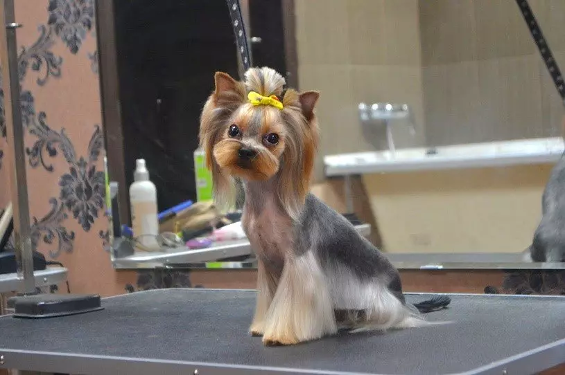 Anjing potong rambut (34 foto): Cara memotong seekor anjing di rumah? Alat dan meja untuk pengupasan. Bagaimana cara memotong anak anjing dengan gunting? Apa kombinasi nama untuk dipangkas? 12351_32