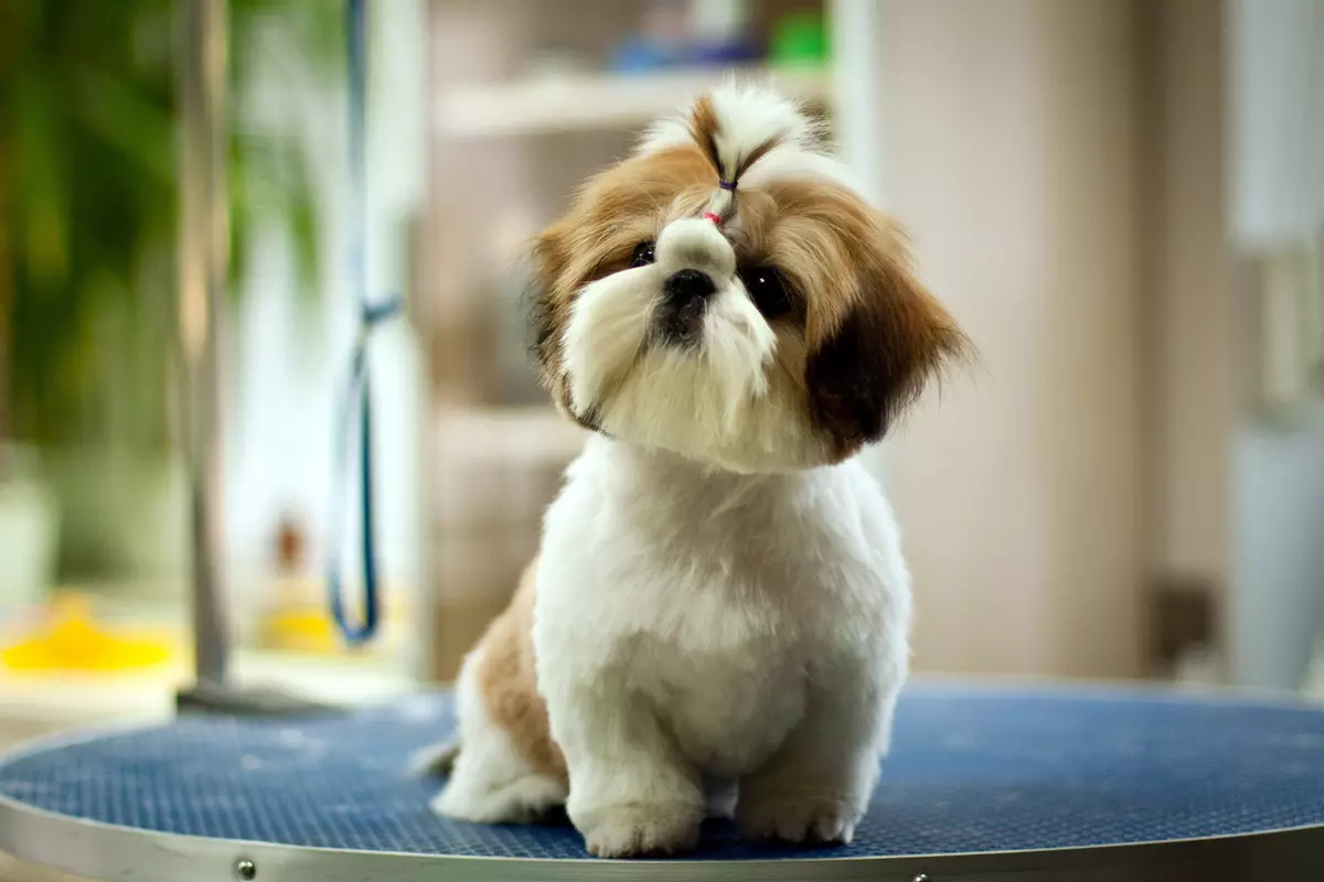 Anjing potong rambut (34 foto): Cara memotong seekor anjing di rumah? Alat dan meja untuk pengupasan. Bagaimana cara memotong anak anjing dengan gunting? Apa kombinasi nama untuk dipangkas? 12351_33