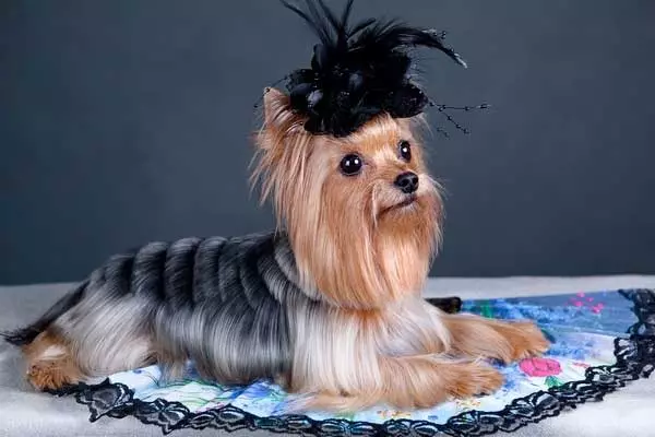 Haircut hunder (34 bilder): Hvordan kutte en hund hjemme? Verktøy og bord for stripping. Hvordan kutte en valp med saks? Hva er navnet kombinasjon for trimning? 12351_6