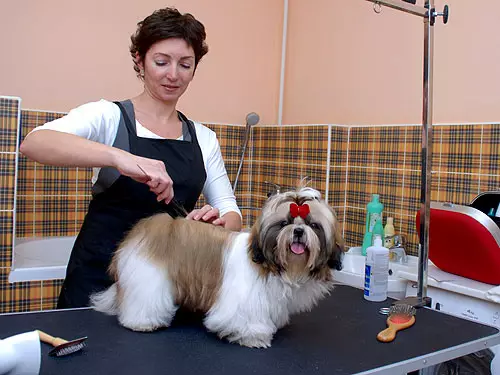 Anjing potong rambut (34 foto): Cara memotong seekor anjing di rumah? Alat dan meja untuk pengupasan. Bagaimana cara memotong anak anjing dengan gunting? Apa kombinasi nama untuk dipangkas? 12351_7