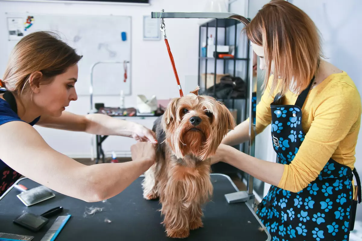 ヘアカット犬（34枚の写真）：家に犬を切るには？ストリッピングのためのツールとテーブル。ハサミで子犬を切るには？トリミングの名前の組み合わせは何ですか？ 12351_8