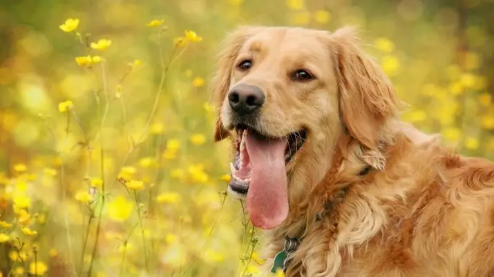 Hundegewohnheiten: Wie man das Verhalten eines Haustiers versteht? Ungewöhnliche Handlungen und ihre Bedeutung. Welche Gewohnheiten sind Welpen in 2 Monaten? 12356_10