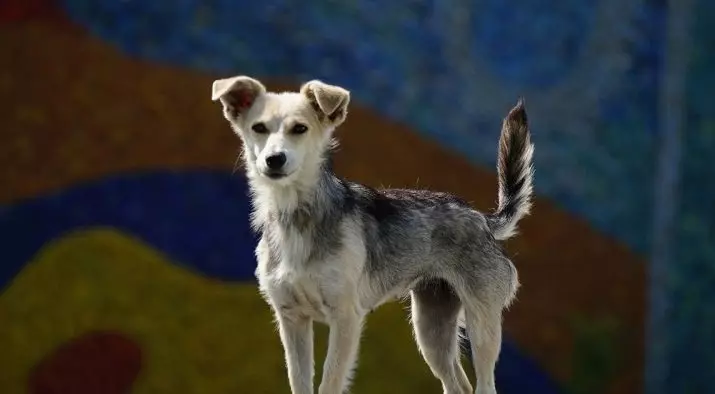 Dog nawyki: jak zrozumieć zachowanie zwierzaka? Niezwykłe działania i ich znaczenie. Jakie nawyki są szczeniętami w ciągu 2 miesięcy? 12356_13