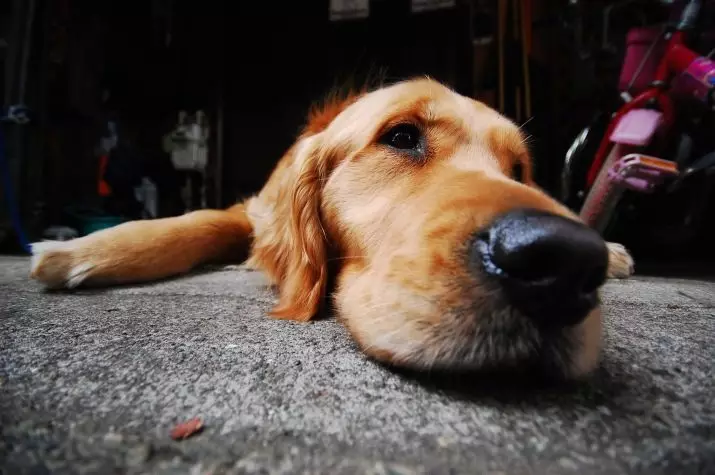 Hábitos de perro: ¿Cómo entender el comportamiento de una mascota? Acciones inusuales y su significado. ¿Qué hábitos son cachorros en 2 meses? 12356_15