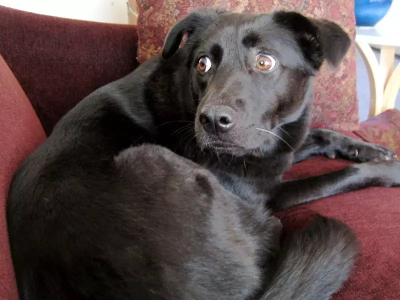 Hábitos de cans: como entender o comportamento dunha mascota? Accións pouco comúns eo seu significado. Que hábitos son cachorros en 2 meses? 12356_16