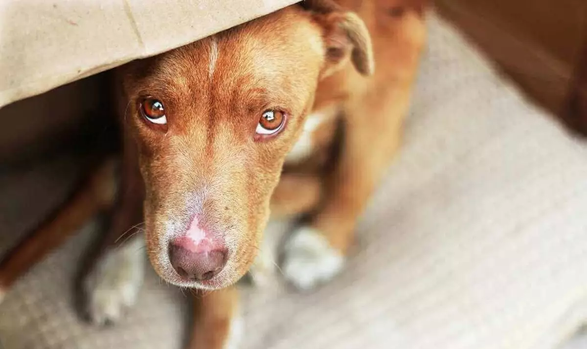 Συνήθειες σκυλιών: Πώς να κατανοήσετε τη συμπεριφορά ενός κατοικίδιου ζώου; Ασυνήθιστες ενέργειες και το νόημά τους. Ποιες συνήθειες είναι κουτάβια σε 2 μήνες; 12356_17