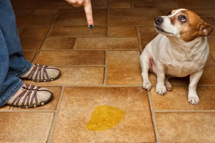 Kebiasaan Anjing: Bagaimana memahami perilaku hewan peliharaan? Tindakan yang tidak biasa dan artinya. Kebiasaan apa yang anak anjing dalam 2 bulan? 12356_19