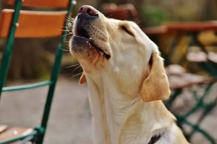 Hundegewohnheiten: Wie man das Verhalten eines Haustiers versteht? Ungewöhnliche Handlungen und ihre Bedeutung. Welche Gewohnheiten sind Welpen in 2 Monaten? 12356_20
