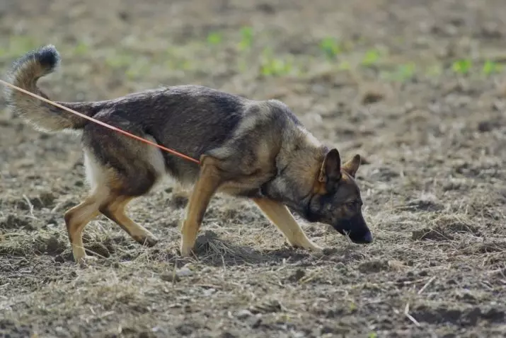 犬の習慣：ペットの行動を理解する方法は？珍しい行動とその意味2ヶ月で子犬は何ですか？ 12356_7