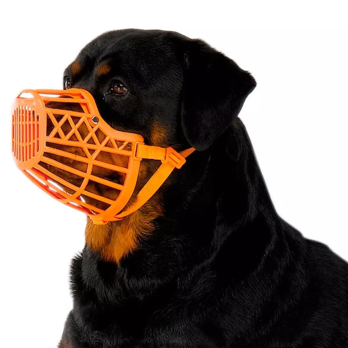 Næse til hunde (23 billeder): kølige og frygtelige muzzles med tænder. Muzzles til små og store hunde. Hvordan vælger du dem i størrelse? 12357_11