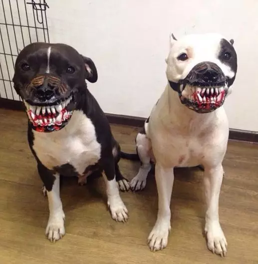 Næse til hunde (23 billeder): kølige og frygtelige muzzles med tænder. Muzzles til små og store hunde. Hvordan vælger du dem i størrelse? 12357_17