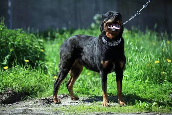 Risparmiare orecchie e coda nei cani: quali rocce mostrano il sollievo? Quanti anni hai spenditi? 12358_11