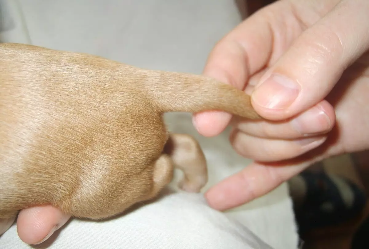 犬の耳と尾を節約する：どの岩が安堵を見せるものですか？あなたはそれを使うことができますか？ 12358_18