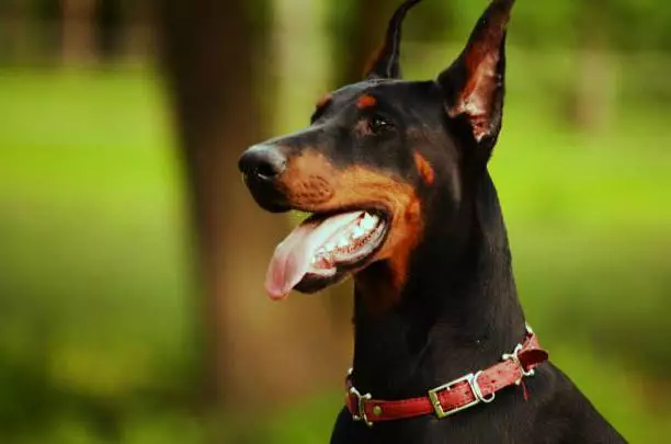 Risparmiare orecchie e coda nei cani: quali rocce mostrano il sollievo? Quanti anni hai spenditi? 12358_21