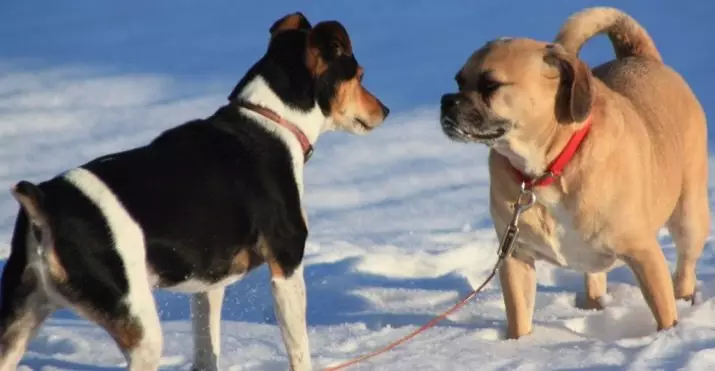 犬の耳と尾を節約する：どの岩が安堵を見せるものですか？あなたはそれを使うことができますか？ 12358_8