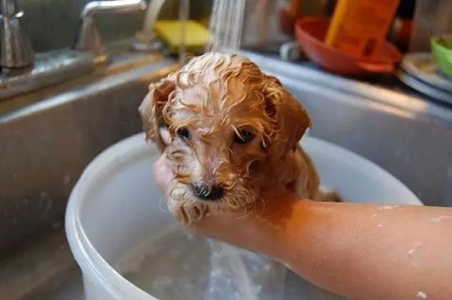 Kuinka pestä koira? Tarvitsenko uida pentu lämpöä? Milloin ensin pestä se? Onko mahdollista käyttää kotitalouksien saippua? Pesu 12363_5