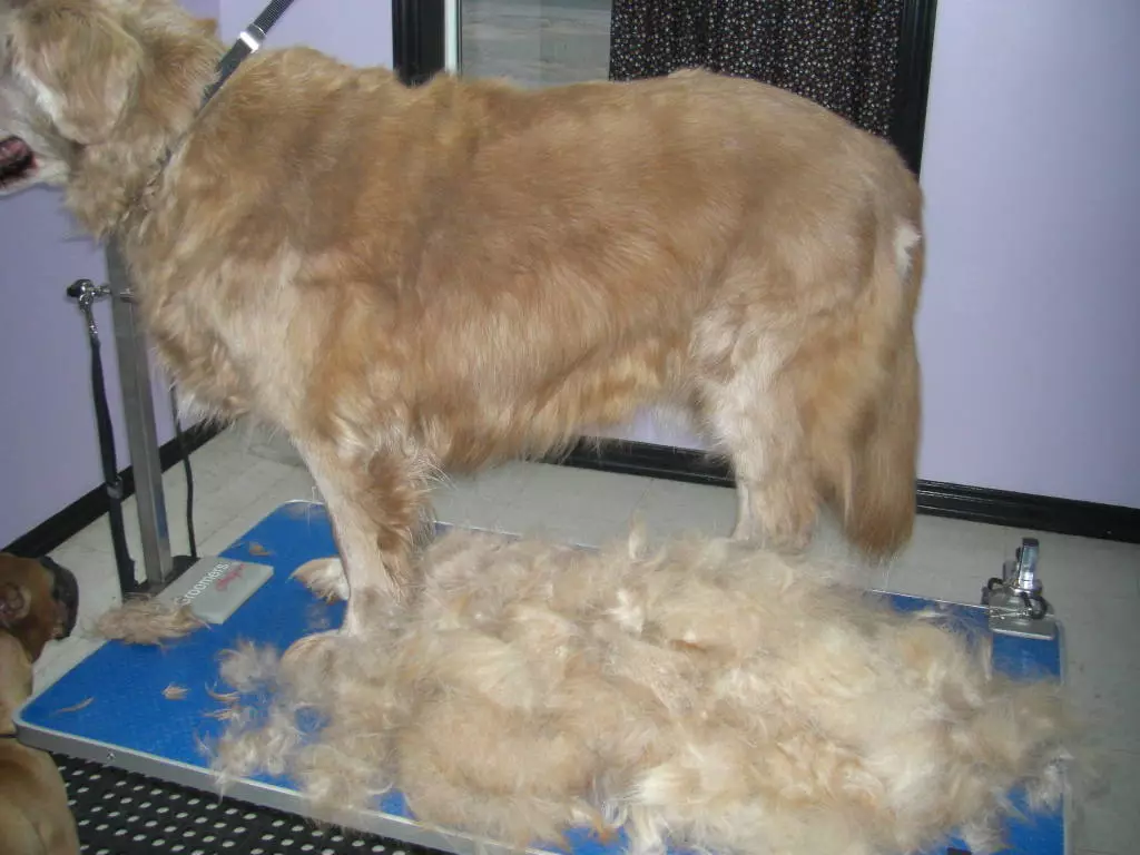 FURminator շների համար (22 լուսանկար): Ինչ է դա: Թե ինչպես կարելի է օգտագործել սանր համար համակցումից բուրդ. Ինչպես ընտրել furmine խոզանակ երկար մազեր եւ կարճ մազեր շների. 12364_19