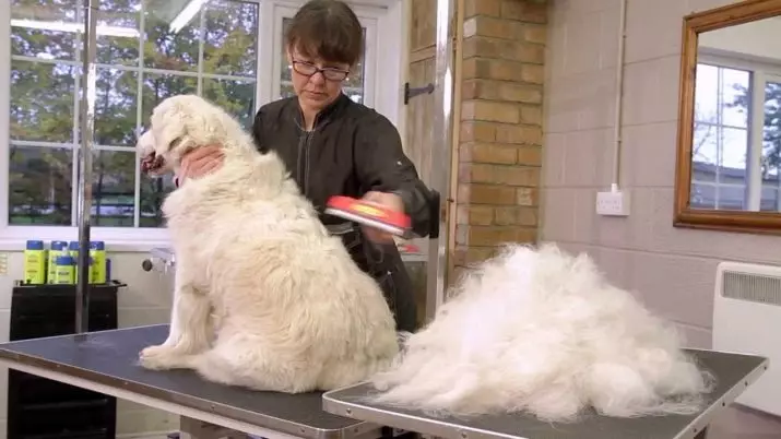 狗的Furminator（22张）：它是什么？如何使用梳子梳理羊毛？如何为长发和短发狗选择毛刷刷？ 12364_21