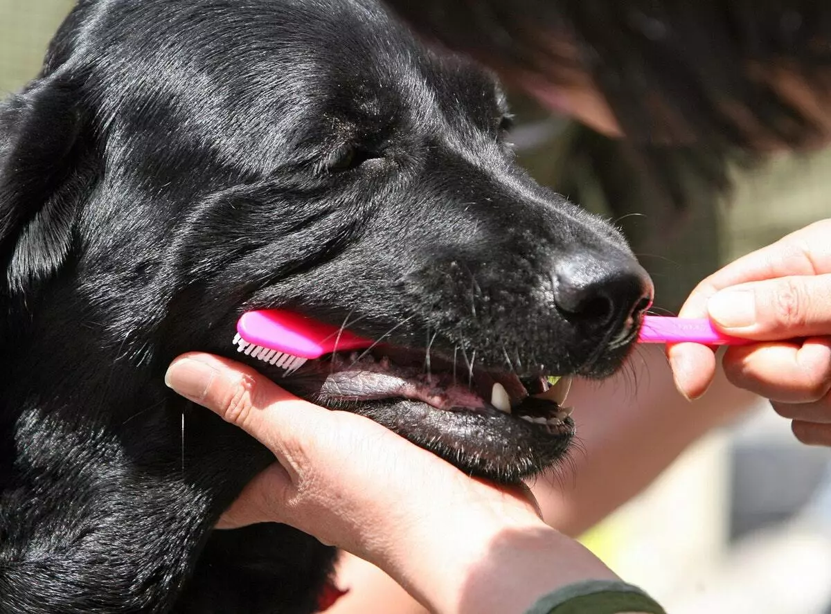 კბილის ძაღლები: როგორ ავირჩიოთ ფუნჯი მცირე წარმომადგენლები სხვადასხვა ჯიშის? მახასიათებლები და თხევადი კბილის ელექტროჯაგრისები 12372_6