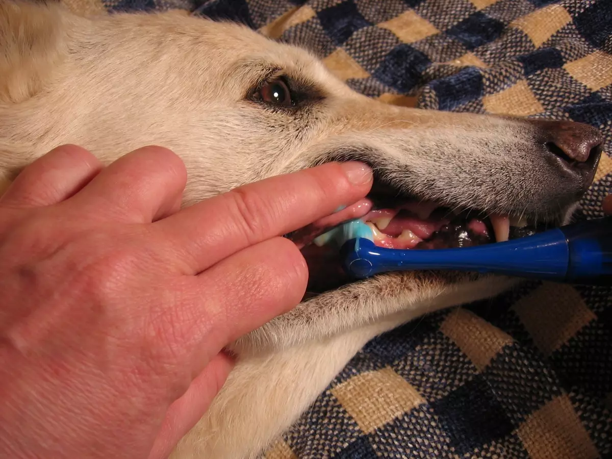 კბილის ძაღლები: როგორ ავირჩიოთ ფუნჯი მცირე წარმომადგენლები სხვადასხვა ჯიშის? მახასიათებლები და თხევადი კბილის ელექტროჯაგრისები 12372_7