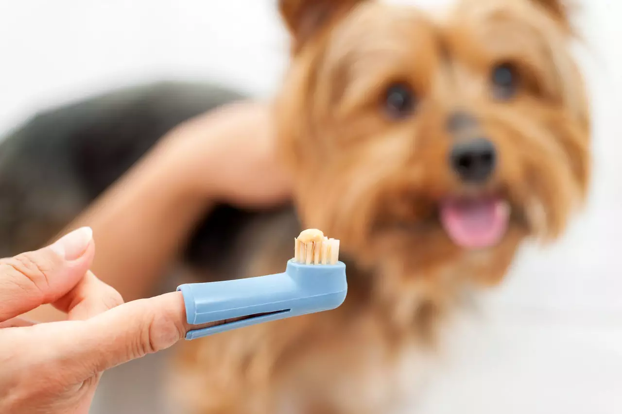 კბილის ძაღლები: როგორ ავირჩიოთ ფუნჯი მცირე წარმომადგენლები სხვადასხვა ჯიშის? მახასიათებლები და თხევადი კბილის ელექტროჯაგრისები 12372_8