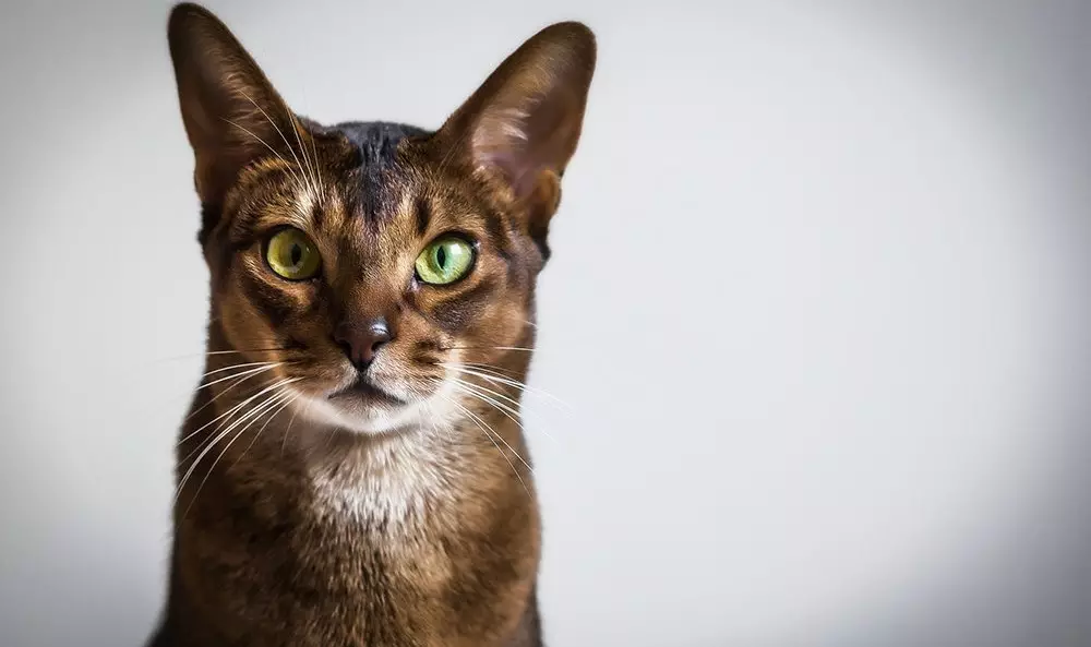 Abyzínska mačka (67 fotografií): Popis mačiek Abyssínskeho plemena. Rozmery mačiatok a dospelých mačiek. Koľko rokov žijú? Zoznam mien. Recenzie vlastníctva 13158_11
