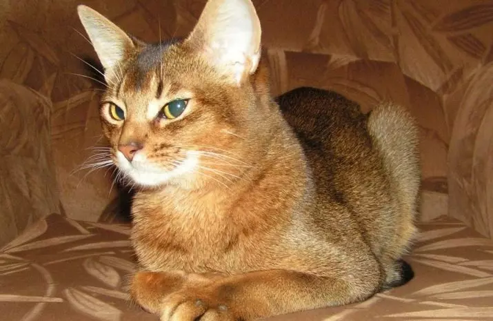 Abyssinian cat (67 slike): opis mačke u Abyssinian rase. Dimenzije mačića i odrasle mačke. Koliko godina žive? Popis imena. Pregledi vlasništva 13158_12