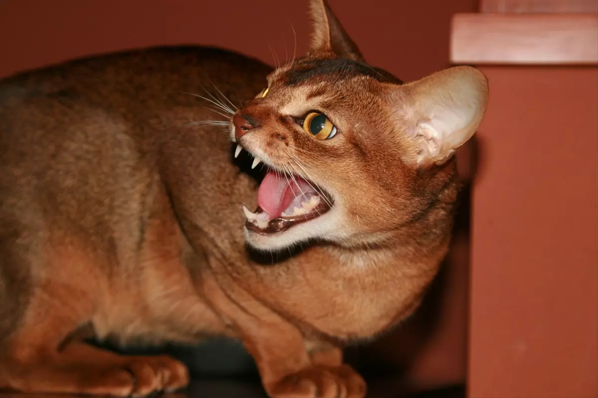 Abessiinia kass (67 fotot): Abessiinlase kassi kirjeldus. Kassipoegade ja täiskasvanud kasside mõõtmed. Mitu aastat nad elavad? Nimede nimekiri. Omandiülevaade 13158_19