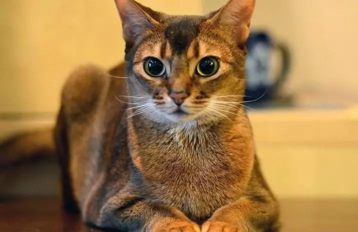 Kucing Abyssinian (67 foto): Katrangan kucing saka jenis Abyssinian. Ukuran kucing lan kucing diwasa. Pira taun padha manggon? Dhaptar jeneng. Ulasan Kepemilikan 13158_2