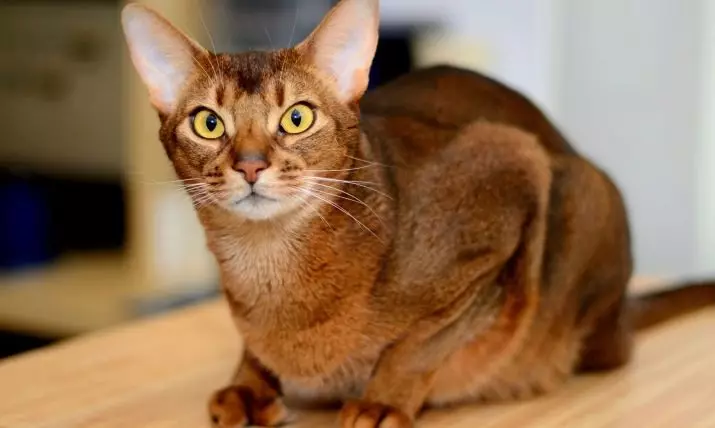 Abyssinská kočka (67 fotografií): Popis koček hubsinského plemene. Rozměry koťat a dospělých koček. Kolik let žijí? Seznam jmen. Recenze vlastnictví 13158_20
