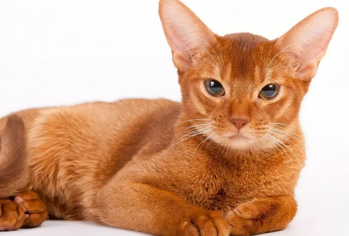 Catssinian Cat (67 صورة): وصف القطط من سلالة الحبشة. أبعاد القطط والقطط الكبار. كم سنة تعيش؟ قائمة الأسماء. استعراض الملكية 13158_22