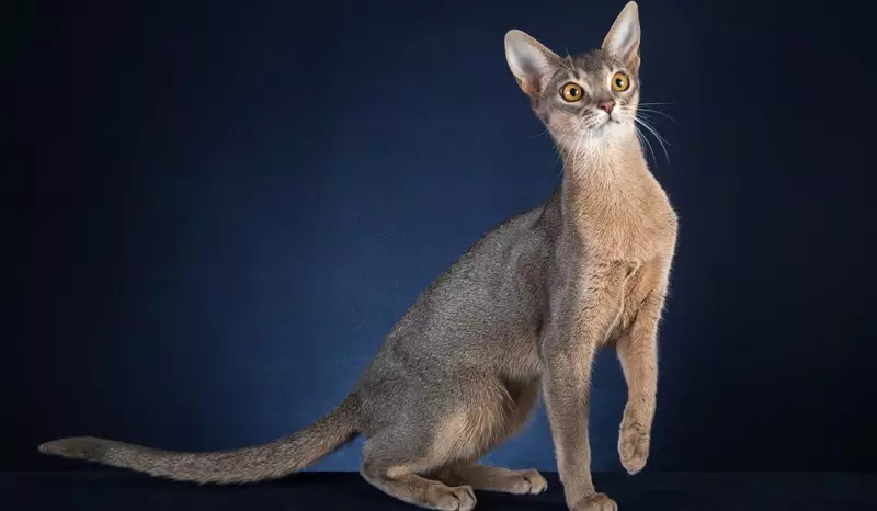Kucing Abyssinian (67 foto): Katrangan kucing saka jenis Abyssinian. Ukuran kucing lan kucing diwasa. Pira taun padha manggon? Dhaptar jeneng. Ulasan Kepemilikan 13158_23