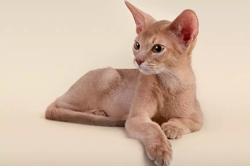 Kucing Abyssinian (67 foto): Katrangan kucing saka jenis Abyssinian. Ukuran kucing lan kucing diwasa. Pira taun padha manggon? Dhaptar jeneng. Ulasan Kepemilikan 13158_24