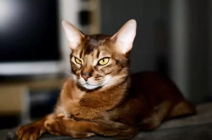 Abyssinian Cat (67 ფოტო): Abyssinian Breed- ის კატა. კბილების და ზრდასრული კატების ზომები. რამდენი წელია ცხოვრობენ? სახელების სია. საკუთრების მიმოხილვა 13158_3