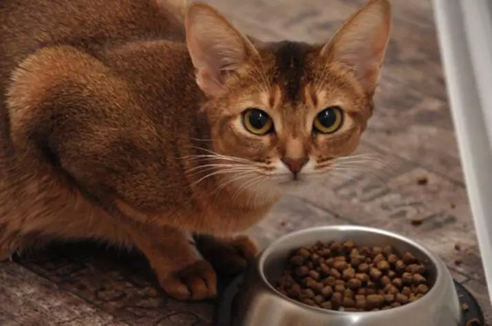 Kucing Abyssinian (67 gambar): Penerangan mengenai kucing baka Abyssinian. Dimensi anak kucing dan kucing dewasa. Berapa tahunkah mereka tinggal? Senarai nama. Ulasan Pemilikan 13158_39
