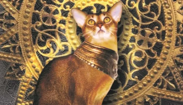 Kucing Abyssinian (67 foto): Katrangan kucing saka jenis Abyssinian. Ukuran kucing lan kucing diwasa. Pira taun padha manggon? Dhaptar jeneng. Ulasan Kepemilikan 13158_4