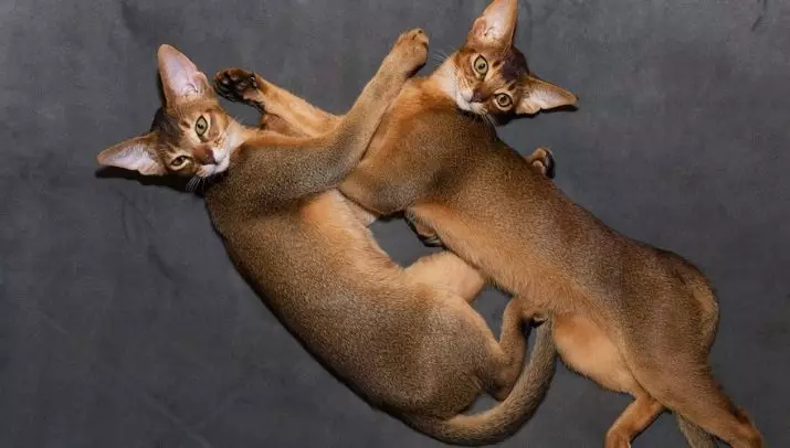 Abyssinian cat (67 photos): description of cats of the Abyssinian breed. Dimensions of kittens and adult cats. How many years do they live? List of names. Ownership reviews 13158_47